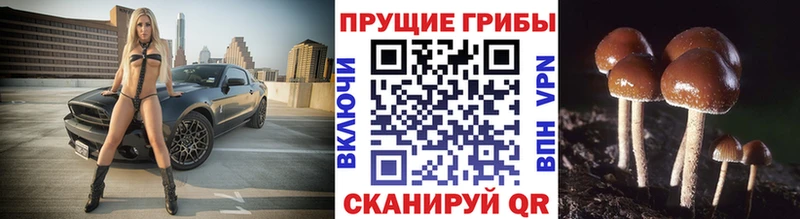Псилоцибиновые грибы Psilocybe Туймазы